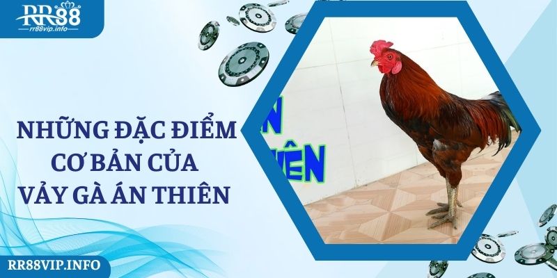 Những đặc điểm cơ bản của vảy gà án thiên