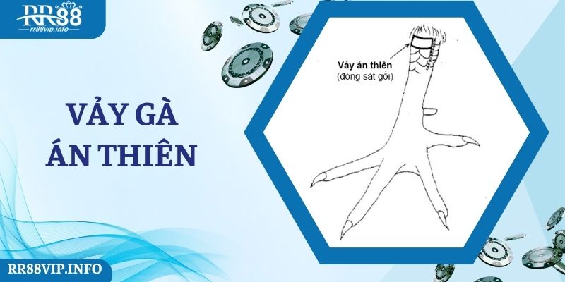 Những Đặc Điểm Nổi Trội Của Vảy Gà Án Thiên