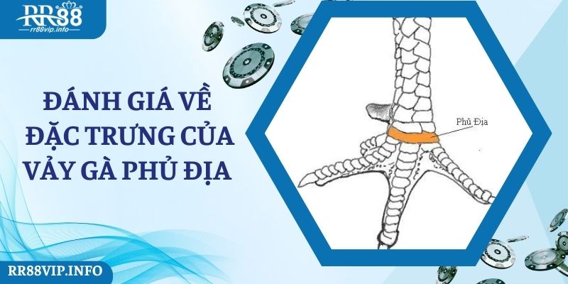 Đánh giá về đặc trưng của vảy gà phủ địa