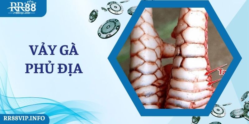 Sự Độc Đáo Của Vảy Gà Phủ Địa